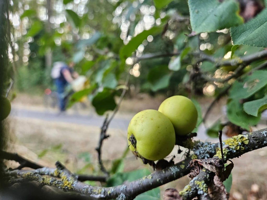 Im Wiesenpark in Magdeburg reift dieser Tage das Wildobst.
