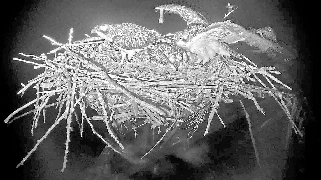 Auch in der Nacht trainierte der Fischadler-Nachwuchs fleißig für die große Reise.