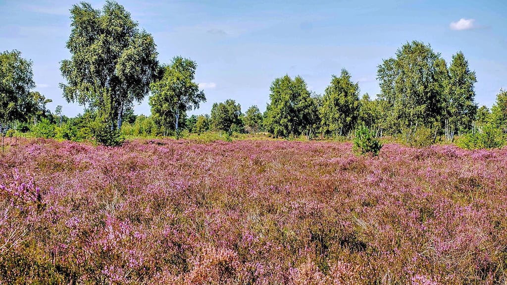 In der Oranienbaumer Heide blüht die Heide beeindruckend. In einer Fahrradexkursion wird am Sonntag nach Gottesanbeterinnen Ausschau gehalten.