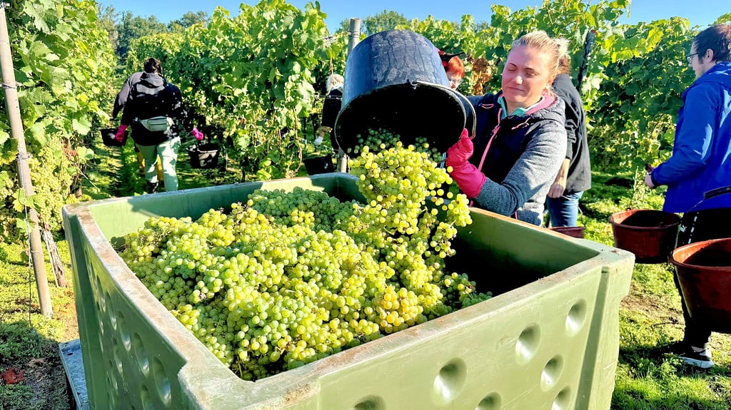 Nach der Ernte und dem Entfernen der kaputten Trauben landet der Müller-Thurgau vor der Abfahrt nach Meißen in großen Behältern.