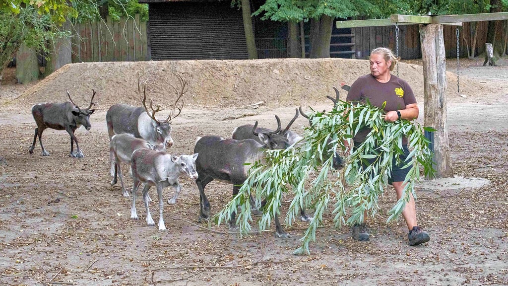 Die neun Rentiere des Tierparks Dessau gewöhnen sich bereits seit einigen Tagen auf der neugestalteten Anlage ein.