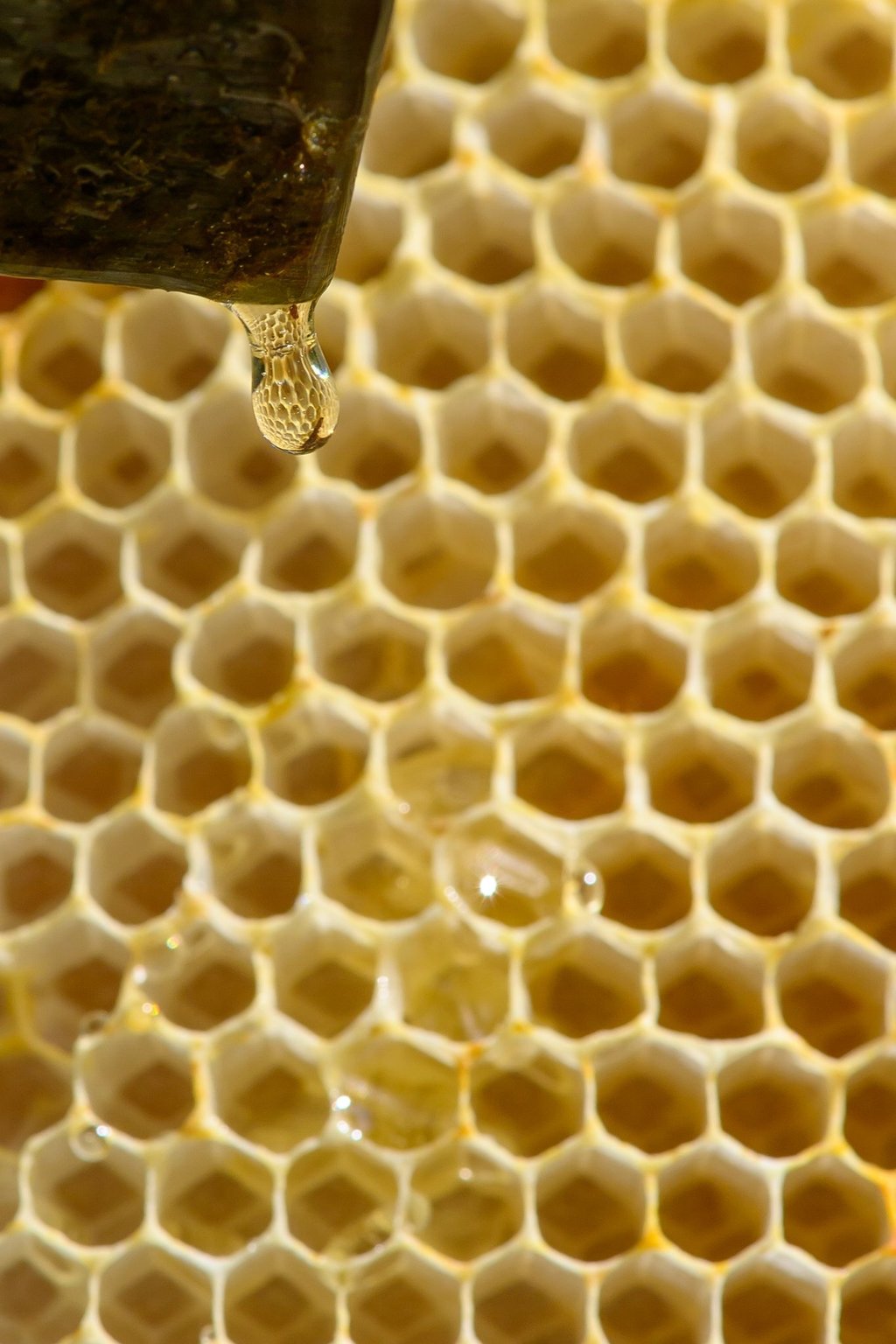 Die Bienensaison 2025 ist vorbei. (Symbolbild)