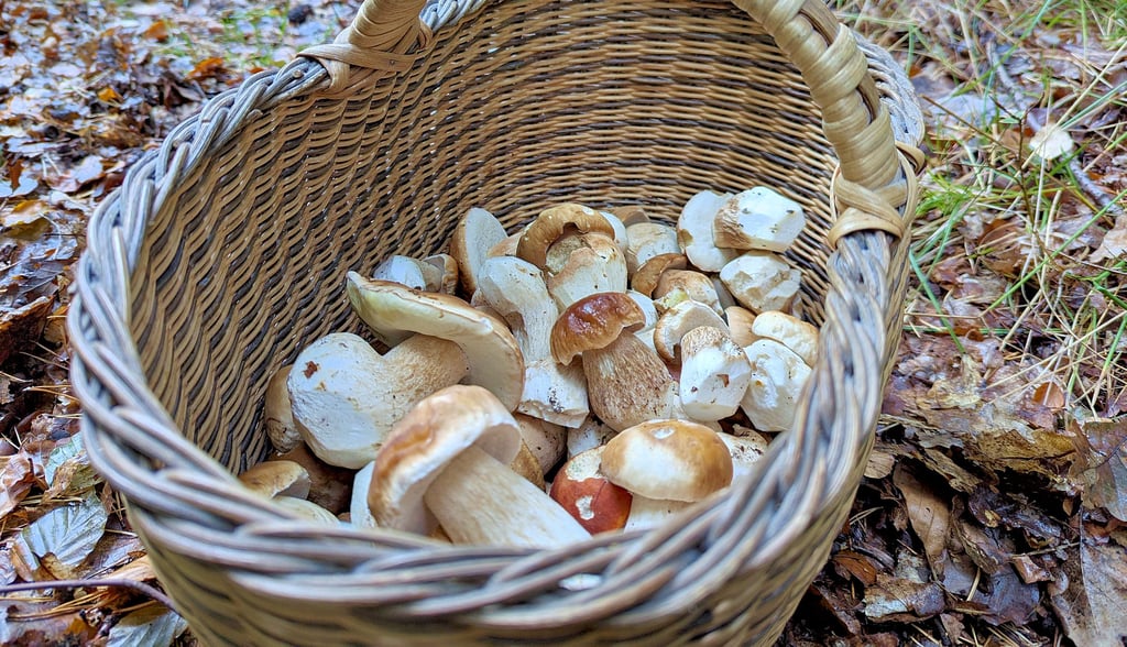 Körbe voller Steinpilze sind der Traum eines jeden Speisepilzsammlers. Wenn das Wetter mitspielt, könnte es in wenigen Wochen losgehen.