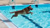 Hunde planschen im Ilse-Strandbad in Wasserleben beim traditionellen Hundeschwimmen zum Saisonende
