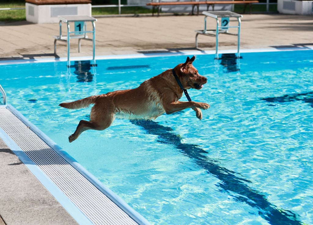 Hunde planschen im Ilse-Strandbad in Wasserleben beim traditionellen Hundeschwimmen zum Saisonende