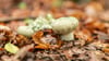 Eine Frau hat ihre 83 Jahre alte Nachbarin beim Pilzsammeln im Wald aus den Augen verloren und die Polizei alarmiert. (Symbolbild)