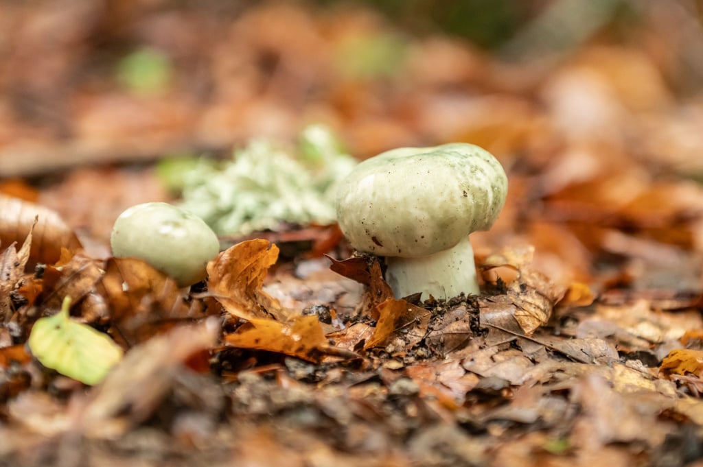 Eine Frau hat ihre 83 Jahre alte Nachbarin beim Pilzsammeln im Wald aus den Augen verloren und die Polizei alarmiert. (Symbolbild)