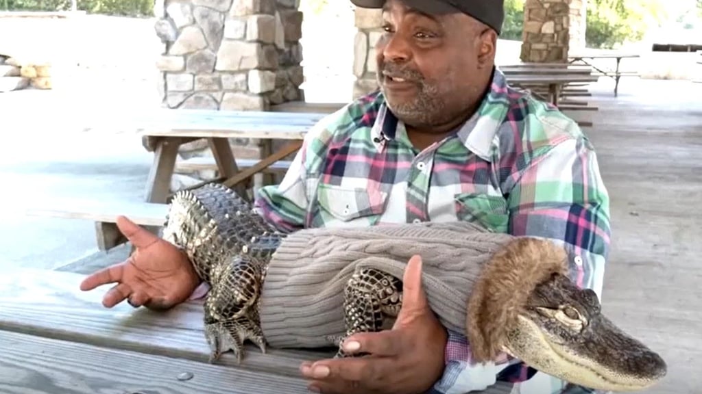 Wesley Silva und sein Alligator