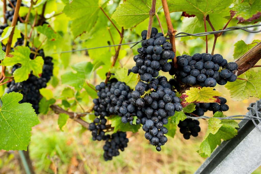 In Thüringen beginnt in diesen Tagen die Weinlese. (Archivbild)
