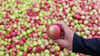 In diesem Jahr fällt die Apfel-Ernte sehr üppig aus - es herrscht Hochbetrieb in den Mostereien.