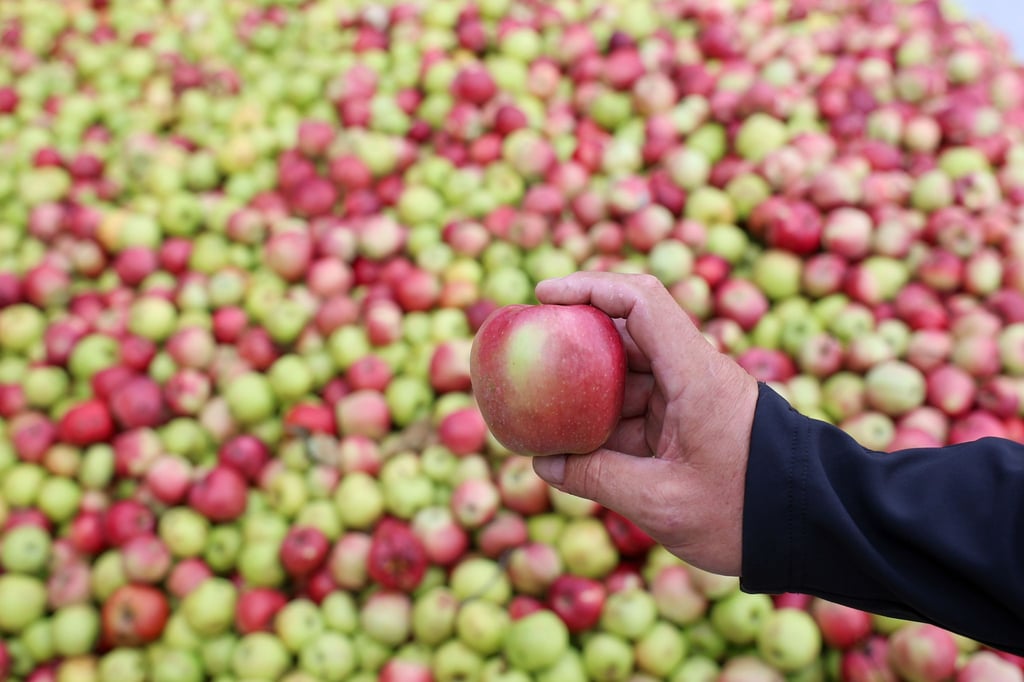 In diesem Jahr fällt die Apfel-Ernte sehr üppig aus - es herrscht Hochbetrieb in den Mostereien.