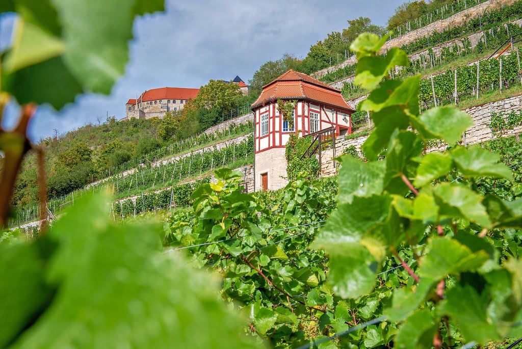 Postkartenmotiv: Blick auf den Herzoglichen Weinberg. Er ist der einzige Schau- und Lehrweinberg an Saale und Unstrut.