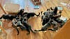 Diese 16 Katzen wurden von Veterinäramtsmitarbeitern des Burgenlandkreises aus einer verwahrlosten Wohnung  herausgeholt.