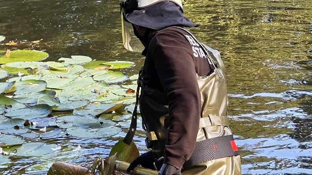 Ein Feuerwehrmann befreite das Schwanenbaby, das sich mit einem Bein in einer Angelsehne verfangen hatte.