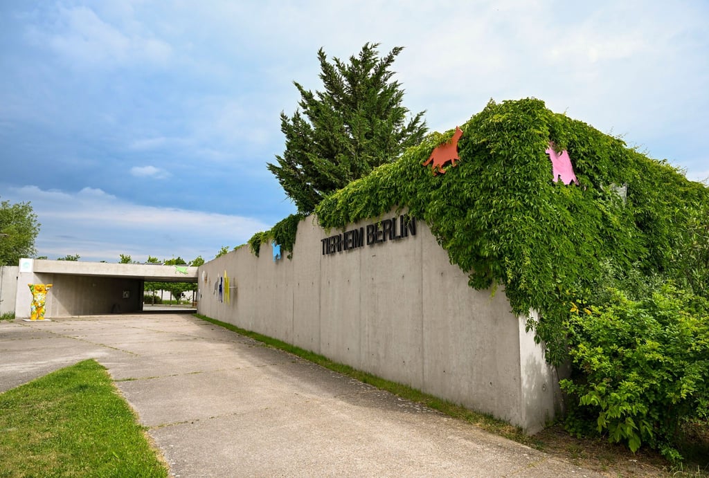 Anfang Dezember 2024 wurde die Krankheit bereits schon einmal bei sieben Tauben im Tierheim nachgewiesen (Archivbild).