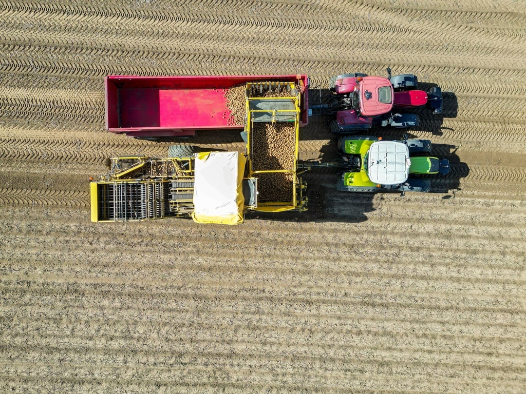 Bis in den Oktober hinein werden die Maschinen zur Kartoffelernte noch im Einsatz sein.