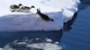 Die Vogelgrippe bedroht nach Einschätzung von Forschern auch Pinguine. (Archivbild)