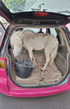 Pony im Kofferraum.