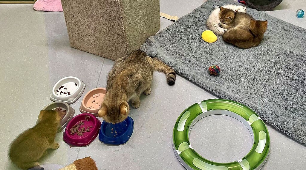 Der Nachwuchs der im Juli einfach am Tierheimtor ausgesetzten British Shorthair-Katze tobt munter durchs Katzenzimmer und futtert sich groß. Die Fellnasen sind bereits reserviert.