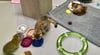 Der Nachwuchs der im Juli einfach am Tierheimtor ausgesetzten British Shorthair-Katze tobt munter durchs Katzenzimmer und futtert sich groß. Die Fellnasen sind bereits reserviert. 