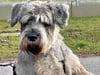 Ein Therapiehund besucht demnächst eine Awo-Einrichtung in Barby. 
