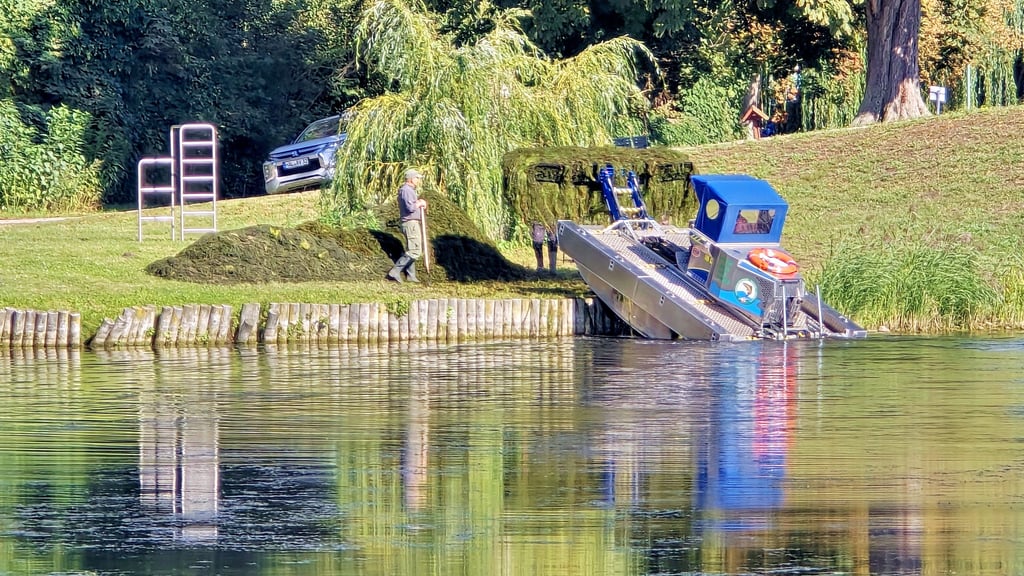 Ein Tuxor-Mähboot hat in den vergangenen Tagen den Stadtsee in Stendal abgemäht. Hohe Krautberge haben sich am Ufer getürmt. Sie mussten dort liegen, damit Kleinstlebewesen die Chance haben, zurück in ihren Lebensraum zu gelangen.