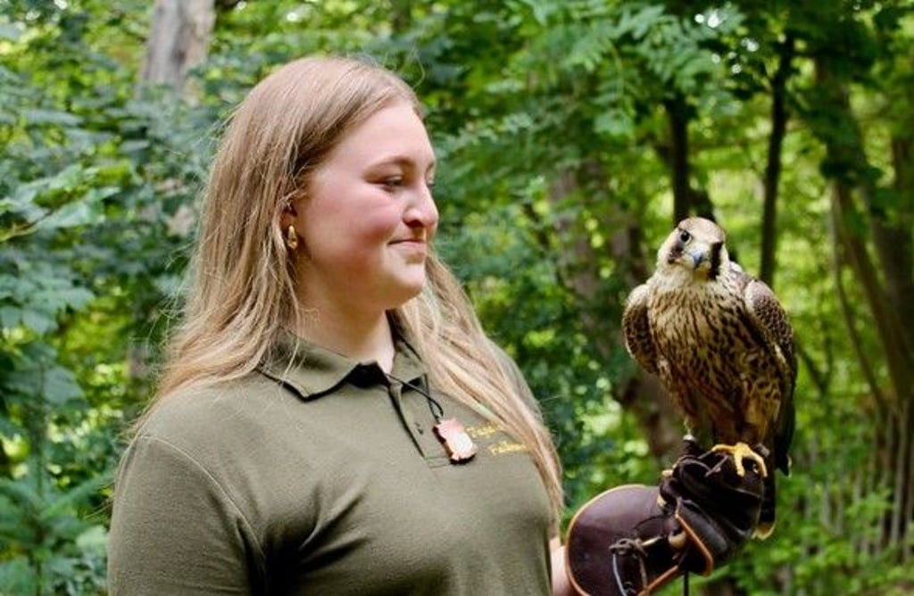 Klara Rückrieme hat in diesem Jahr einen Turmfalken großgezogen. Auf dem Foto hält sie den Wanderfalken „Thor“, der ebenfalls mit zur Familie gehört und für die Beizjagd ausgebildet werden soll.