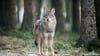 Wolf ins Jagdrecht? Sachsen fordert vom Bund eine rasche Umsetzung. (Archivbild)