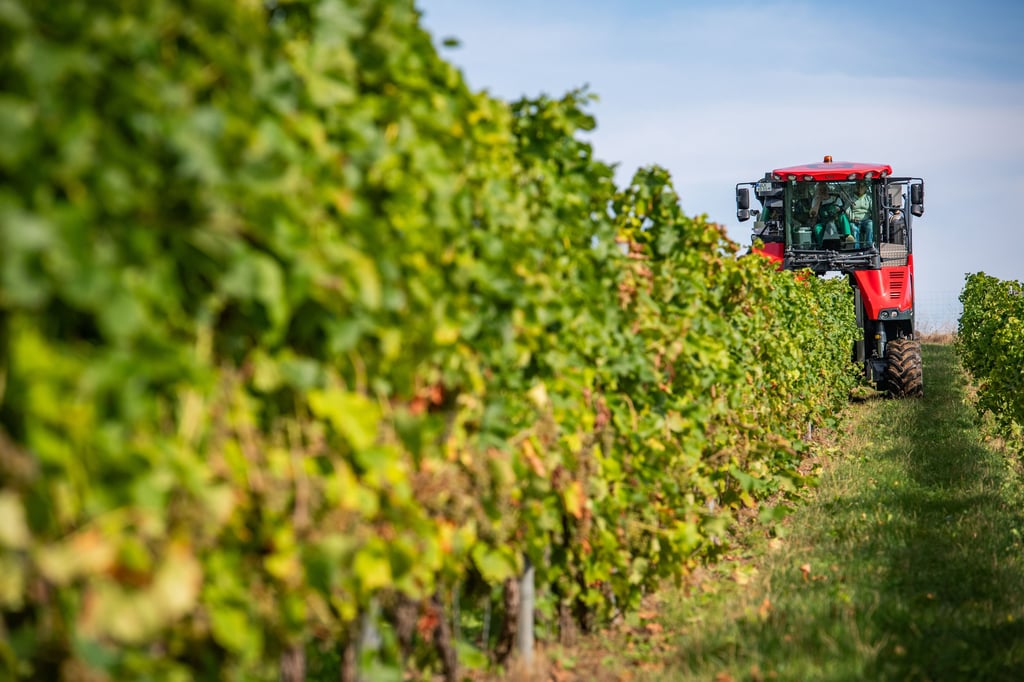 Im Anbaugebiet Saale-Unstrut hat die Weinlese begonnen. Die Sorte Solaris im Weinberg "Zscheiplitzer Himmelreich" wird für Federweißer verarbeitet.
