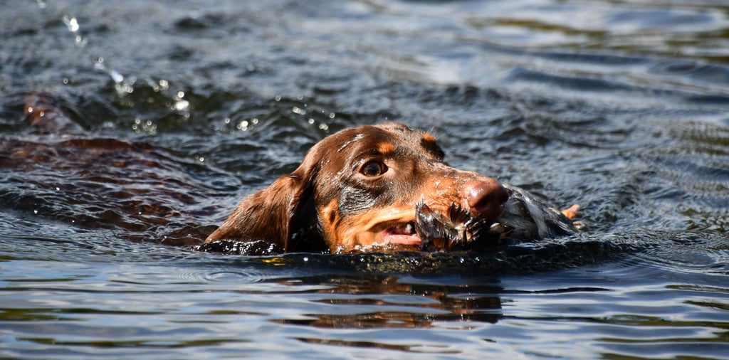 Mika vom Rehsprung schwimmt mit der Ente.