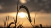 Die Landwirte in Niedersachsen haben eine laut Landwirtschaftskammer „sehr beachtliche“ Ernte eingefahren - die Preise aber sinken. (Archivbild)