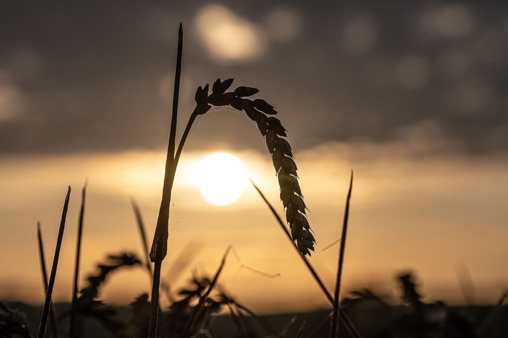 Die Landwirte in Niedersachsen haben eine laut Landwirtschaftskammer „sehr beachtliche“ Ernte eingefahren - die Preise aber sinken. (Archivbild)