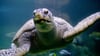Brokkoli zählt zur Leibspeise von Meeresschildkröte Ernie im Aquarium Wilhelmshaven.