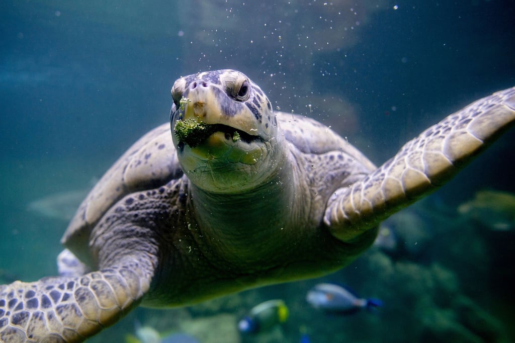Brokkoli zählt zur Leibspeise von Meeresschildkröte Ernie im Aquarium Wilhelmshaven.