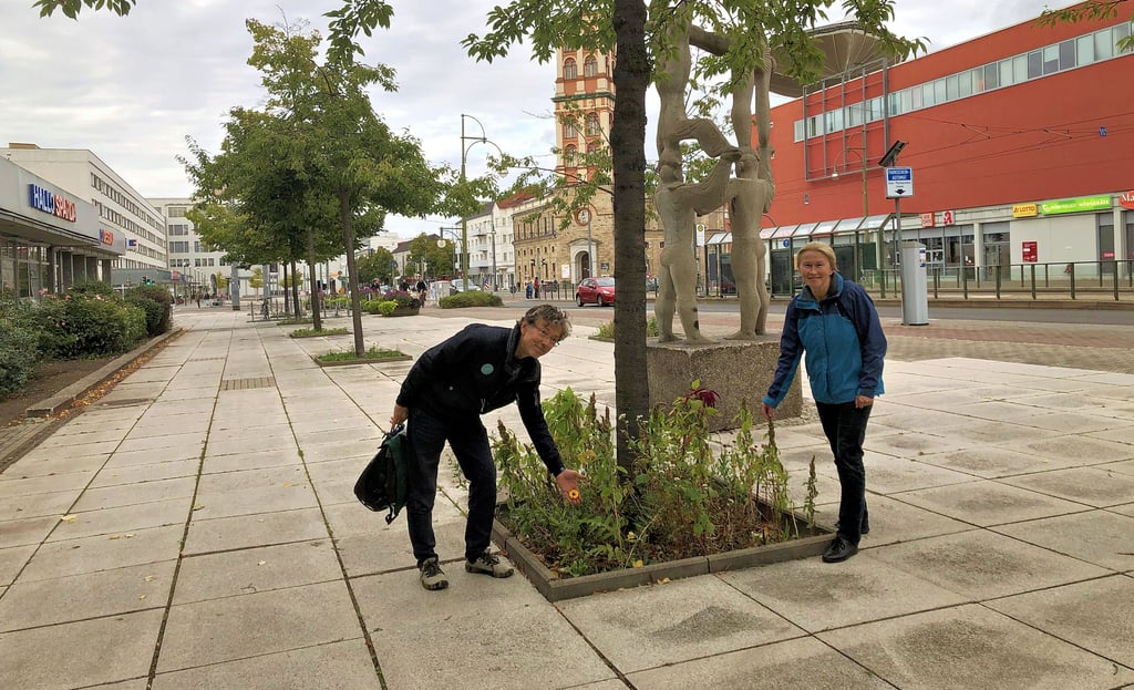 Christine Dürrwald und Hartmut Neuhaus vom BUND schauen, was auf den Baumscheiben an der Museumskruzung blüht.