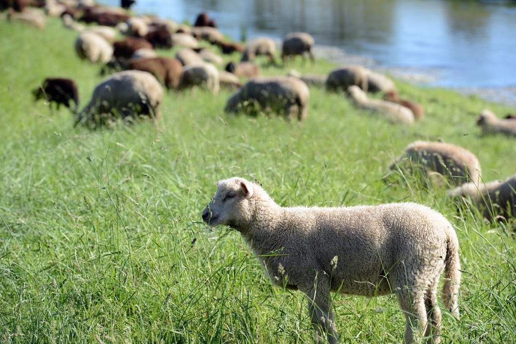 Schäfer wollen ihre Herden auf Deichen weiden lassen. (Symbolbild)