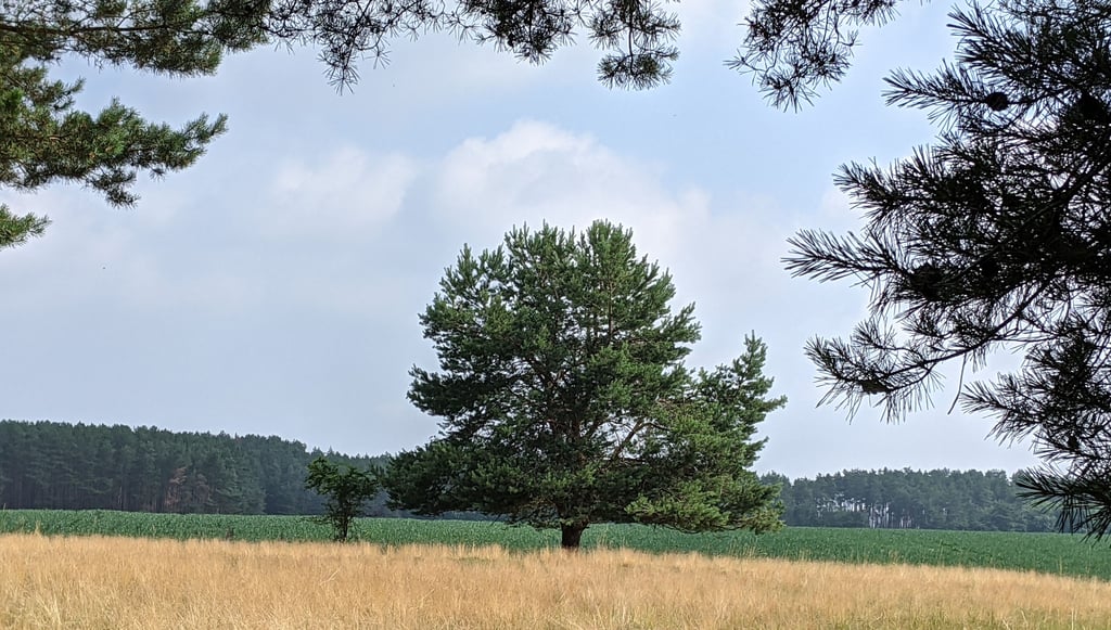 Die Waldkiefer prägt das Bild vieler Wälder, auch bei den Hellbergen. Sie kann abhängig davon, wo sie wächst, sehr unterschiedlich aussehen. Hier eine Protze bei Berge, ein Exemplar, das sehr breitkronig gewachsen ist. Kiefern kommen mit widrigsten Bedingungen zurecht und trotzen der Klimaerwärmung eher als viele andere einheimische Baumarten. Auch der mit über 5.000 Jahren älteste Baum der Welt, Pinus longaeva, ist eine Kiefer.