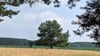 Die Waldkiefer prägt das Bild vieler Wälder, auch bei den Hellbergen. Sie kann abhängig davon, wo sie wächst, sehr unterschiedlich aussehen. Hier eine Protze bei Berge, ein Exemplar, das sehr breitkronig gewachsen ist. Kiefern kommen mit widrigsten Bedingungen zurecht und trotzen der Klimaerwärmung eher als viele andere einheimische Baumarten. Auch der mit über 5.000 Jahren älteste Baum der Welt, Pinus longaeva, ist eine Kiefer.