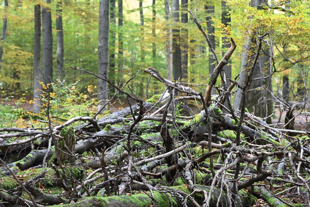 Umgestürzte Bäume und Äste werden im Wildnisgebiet nicht geräumt. (Archivbild)