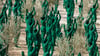 Intensives Grün: Spencer Tunicks erste Kunstinstallation in Andalusien.