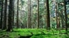 Die Natur soll im Solling immer mehr sich selbst überlassen werden.