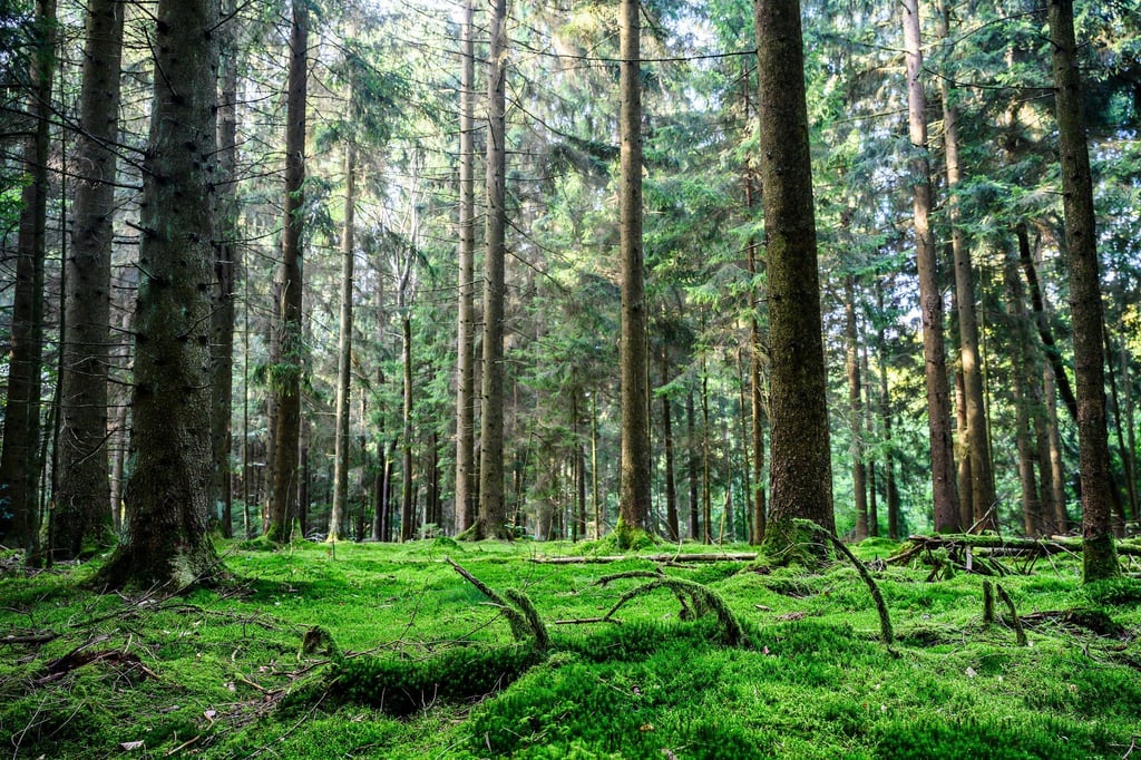 Die Natur soll im Solling immer mehr sich selbst überlassen werden.