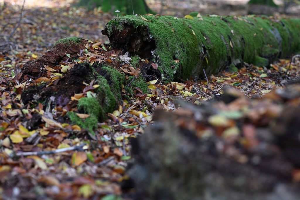 Umgestürzte Bäume werden im Wildnisgebiet nicht geräumt. (Archivbild)
