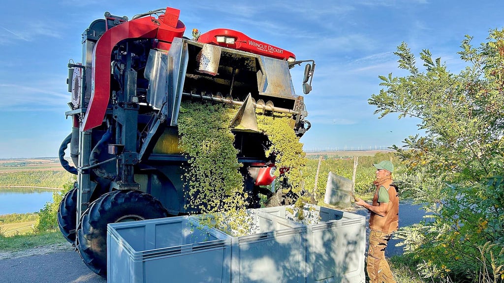 Auf dem Geiseltalsee-Weinberg hat am Sonnabend die Lese begonnen. Hier schüttet der Vollernter die Trauben aus seinem „Bauch“ aus.