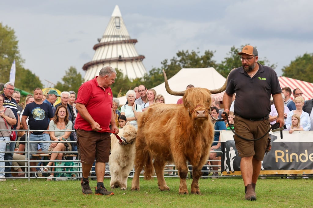 Jungzüchter präsentieren am Stand der Landesanstalt für Landwirtschaft und Gartenbau dem Publikum ihre Galloway-Rinder.