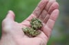 Keine unerhebliche Menge Marihuana wurde ein einer Wohnung gefunden. 