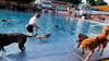 Am ersten Hundeschwimmtag in Berliner Freibädern genießen Tiere und Besitzer das Wasser.