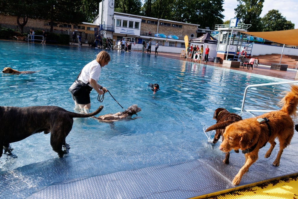 Am ersten Hundeschwimmtag in Berliner Freibädern genießen Tiere und Besitzer das Wasser.