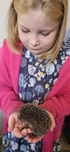 Nicht größer als eine Kinderhand sind manche Igel.