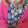 Nicht größer als eine Kinderhand sind manche Igel.